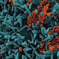COVID-19 Pandemic Science